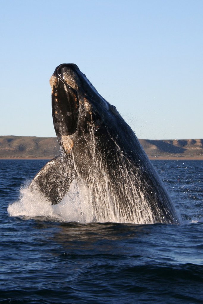Ballenas