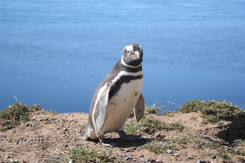 Pingüinos
